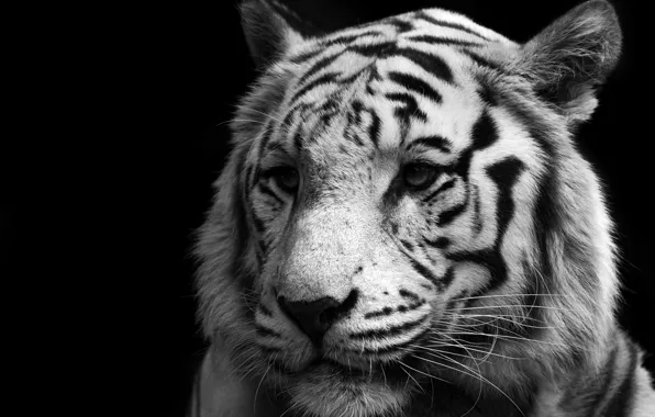 Картинка Кошка, Тигр, Белый, Хищник, Tiger, White