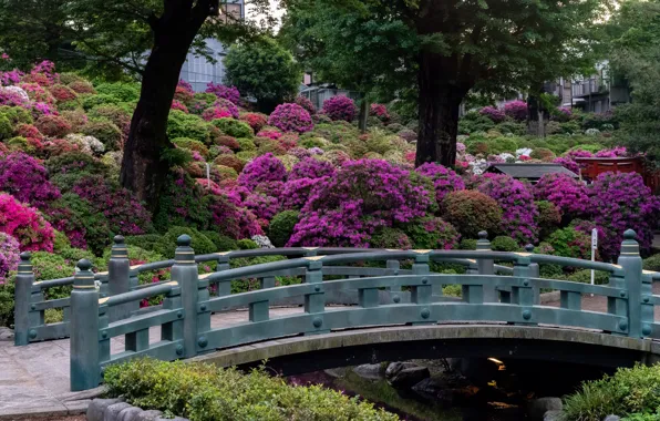 Деревья, цветы, мост, парк, Япония, сад, Japan, Kyoto