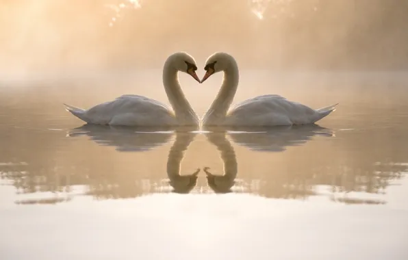Вода, любовь, туман, пруд, сердце, вечер, пара, лебеди