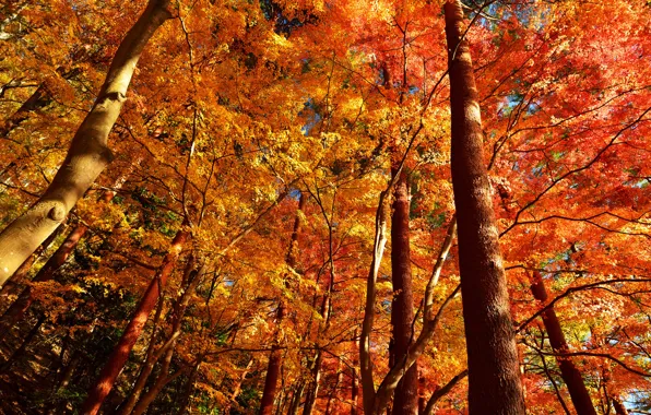 Картинка осень, лес, листья, деревья, ствол, крона