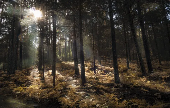 Картинка осень, лес, свет, природа, папоротник