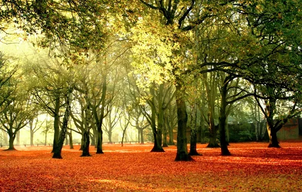 Картинка осень, небо, листья, лучи, деревья, пейзаж, природа, желтые