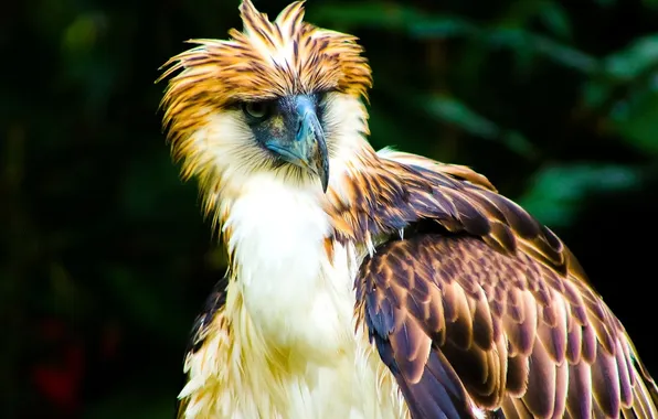 Картинка bird, eagle, wildlife, Philippines, Philippine Eagle Center, Davao City