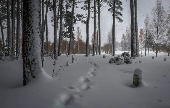 Картинка зима, лес, снег