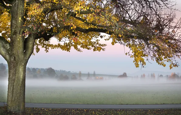 Картинка дорога, осень, туман, дерево