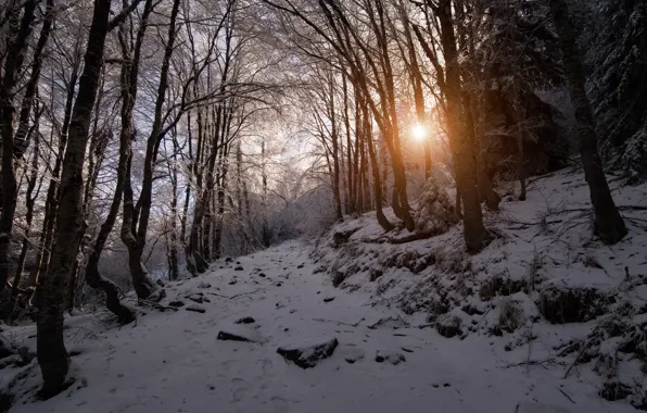 Картинка зима, солнце, снег, деревья, закат, горы, Болгария, София