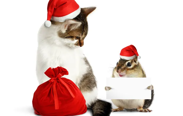 Картинка кошка, белка, Новый год, мешок, колпак