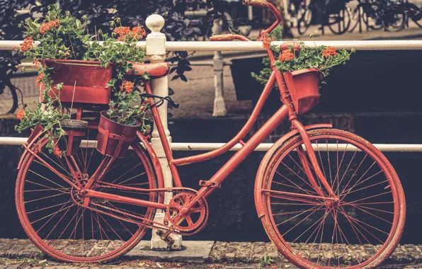 Картинка цветы, красный, стиль, ржавый, Европа, Велосипед