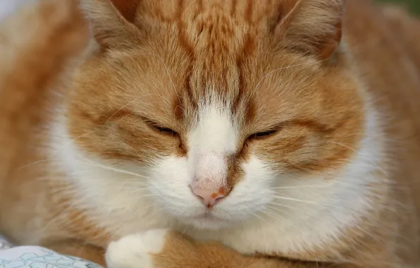 Картинка кошка, белый, кот, рыжий, спит, cat
