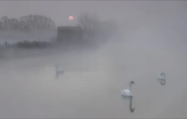 Картинка туман, утро, лебеди