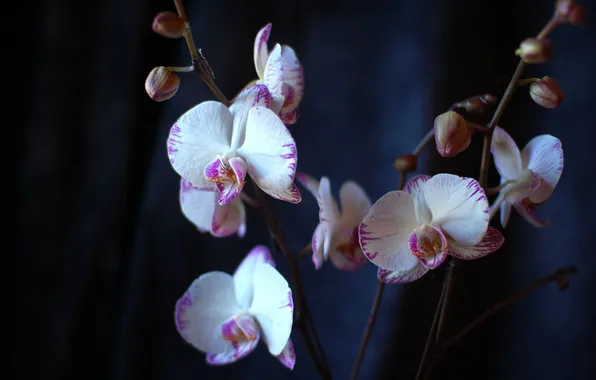 Картинка цветы, фон, лепестки, орхидеи