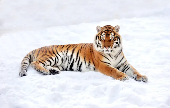 Картинка зима, снег, природа, тигр, хищник, лежит, отдыхает
