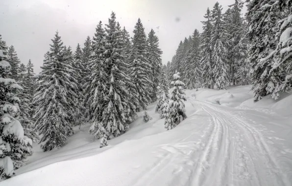 Дорога, лес, снег, Зима, ели, мороз, forest, road