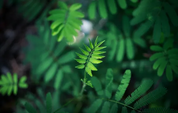 Листок, Природа, Листья, Растение, Растения, Macro, Leaves, Флора