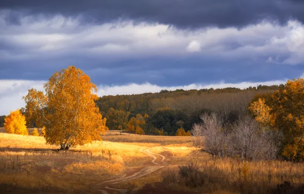 Картинка дорога, осень, лес, дерево, тропа, рыжая листва, оренбуржье