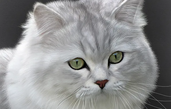 Картинка кошка, кот, британская длинношерстная