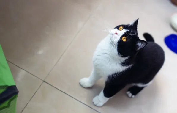 Кошка, кот, взгляд, черно-белый, кафель, кухня, стоит, ракурс
