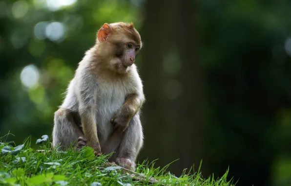 Картинка обезьянка, примат, little monkey