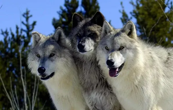 Картинка nature, snow, predator, face, animal, wolf, wildlife, portrait