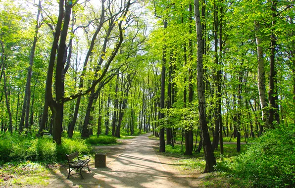 Green, trees, park, spring, alley