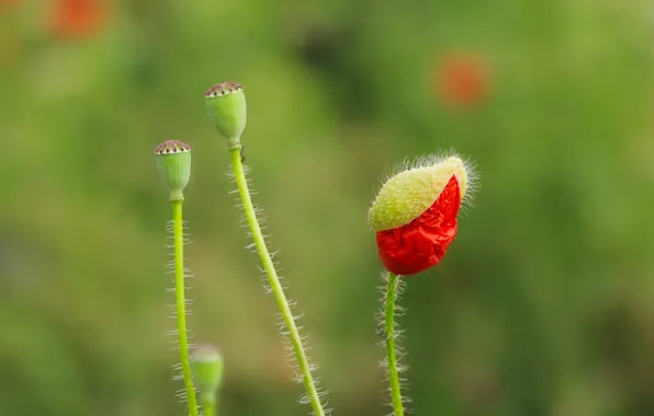 Red, flower, poppy