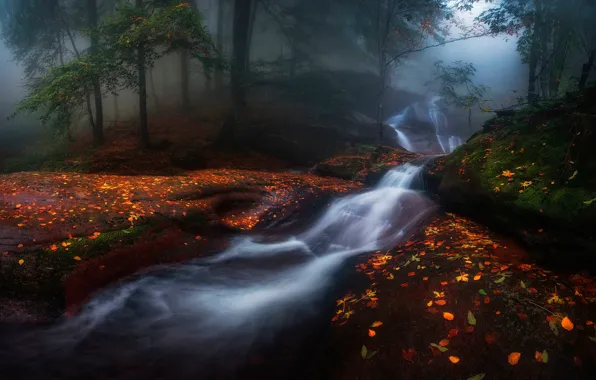 Картинка осень, лес, природа, река, камни, листва, поток, дымка