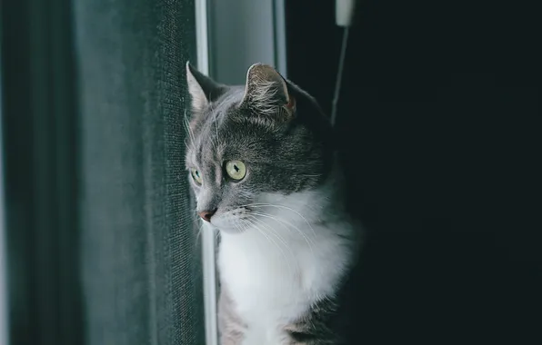 Картинка кот, серый, шерсть