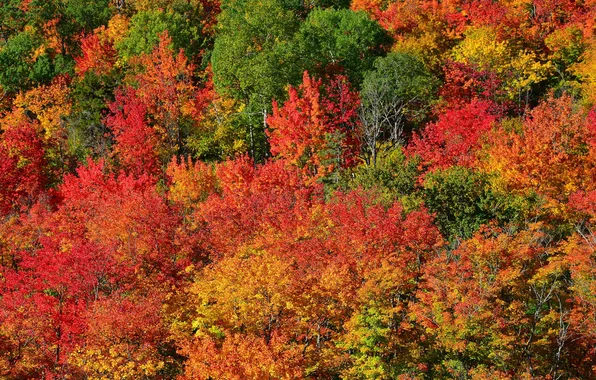 Осень, лес, листья, деревья, склон