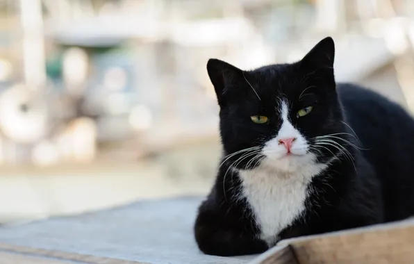 Картинка кот, морда, черно-белый, улица, лежит, котэ
