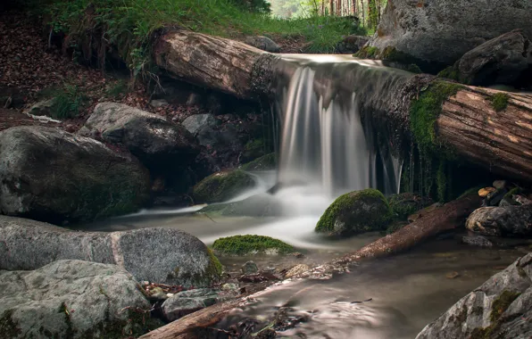 River, water, moss, trunks