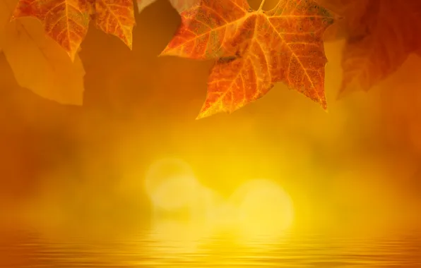 Картинка осень, листья, вода, туман, блики, желтые, кленовые