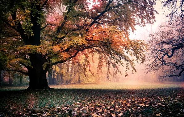 Картинка осень, деревья, пейзаж, природа, листва, золотая