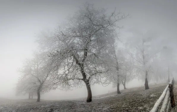 Картинка зима, иней, туман