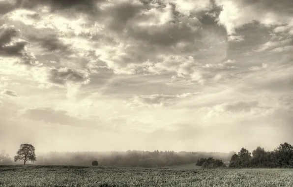 Облака, туман, дерево