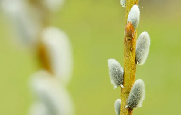 Spring, twig, base kitten
