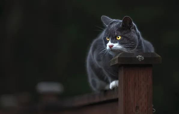 Картинка кошка, кот, взгляд, морда, поза, темный фон, серый, забор