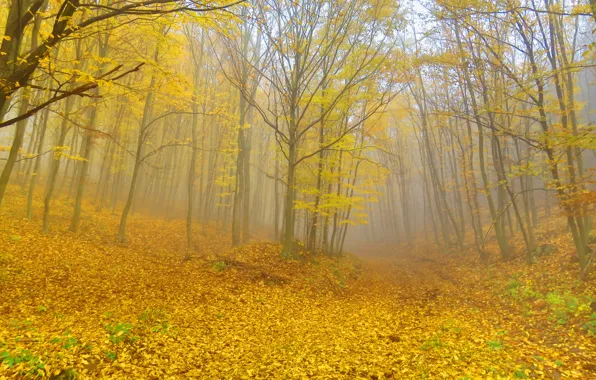 Картинка лес, деревья, туман, листва, Осень, forest, листопад, trees