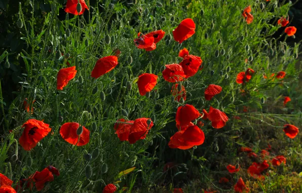 Red, flower, poppy