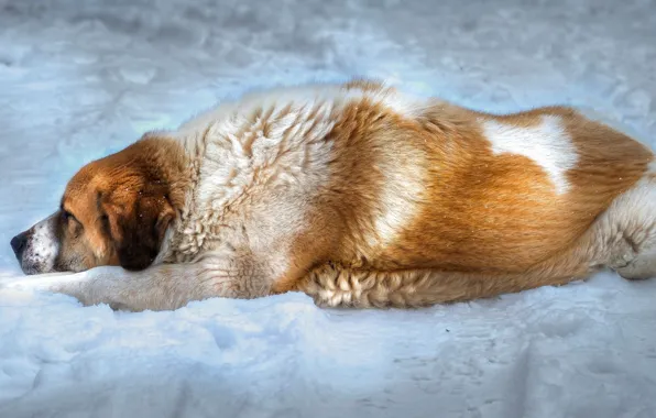 Картинка снег, фон, собака