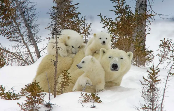 Картинка зима, снег, Канада, медвежата, белый медведь, медведица, Национальный парк, Вапуск