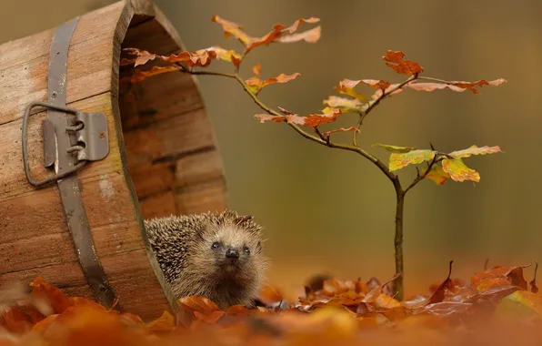 Картинка осень, природа, ветка, ёжик, листья.осень