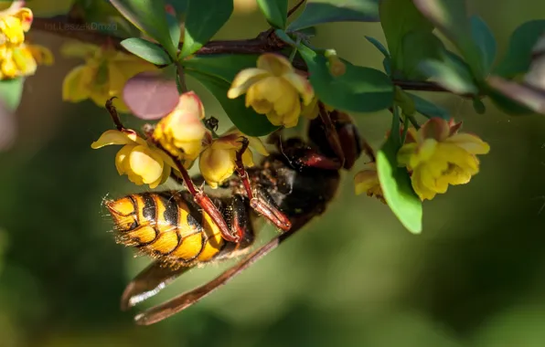 Flowers, macro, bokeh, wasp, leaf, worm