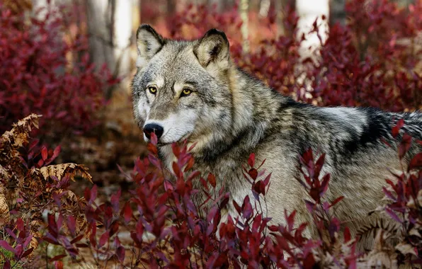 Картинка nature, face, animal, wolf, wildlife, head, fur, mammal