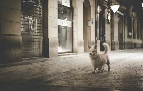 Картинка собака, чёрно-белая, ночной город, мостовая, монохром, пёсик, прогулка по ночному городу