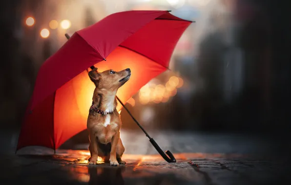 Картинка дождь, собака, зонт, пёсик