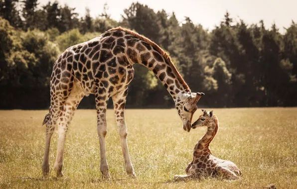 Обои жираф, жирафы, детеныш, мама на телефон и рабочий стол, раздел  животные, разрешение 2000x1333 - скачать