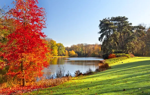 Картинка осень, трава, листья, деревья, природа, озеро, grass, trees