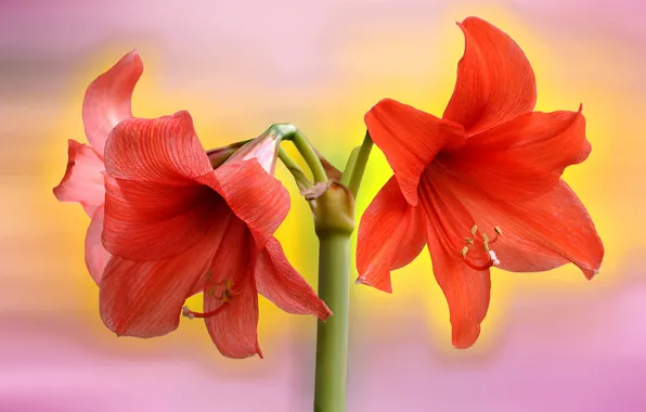 Картинка цветы, красные, амариллис