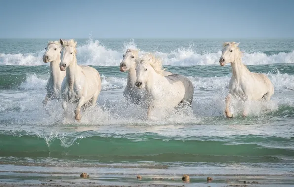 Море, волны, небо, брызги, берег, кони, лошади, купание