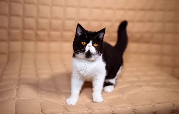 Кошка, взгляд, котенок, фон, черно-белый, глазки, желтые, маленький